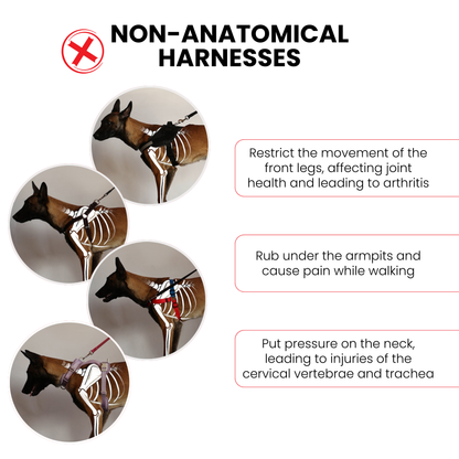 Anatomical No Pull Dog Harness - orange color