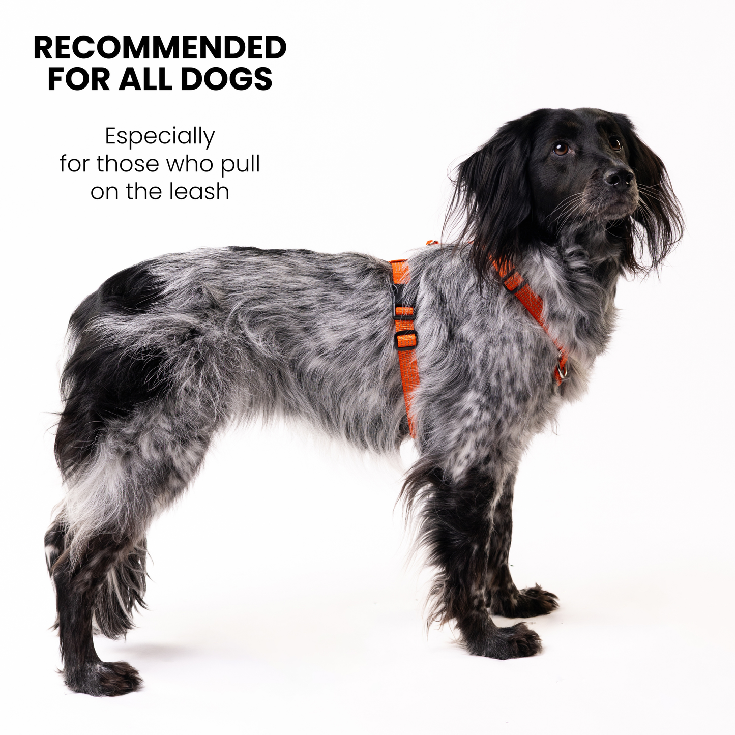 Anatomical No Pull Dog Harness - orange color