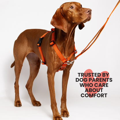 Anatomical No Pull Dog Harness - orange color