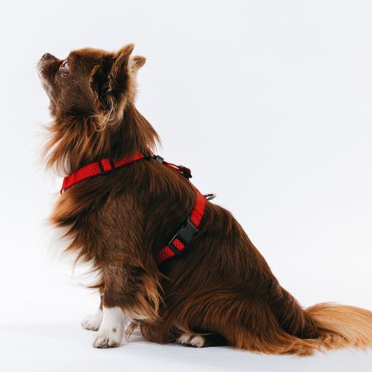 Anatomical Dog Harness - red color