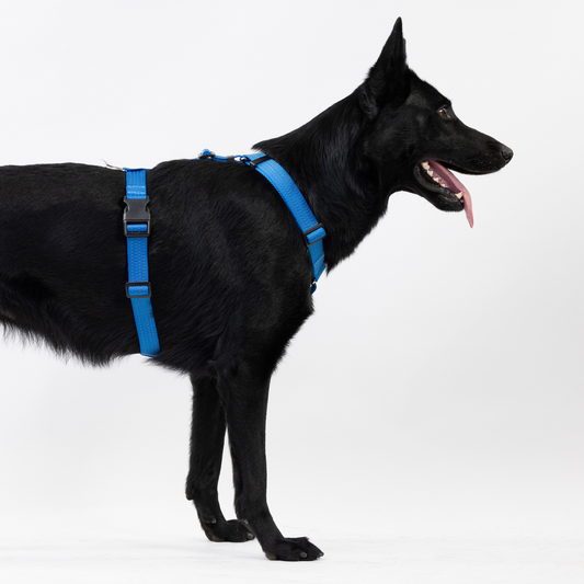 Anatomical Dog Harness - deep blue color
