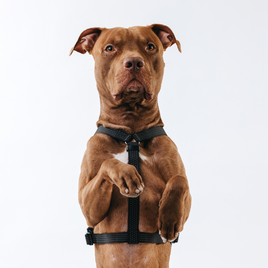 Anatomical Dog Harness - black color
