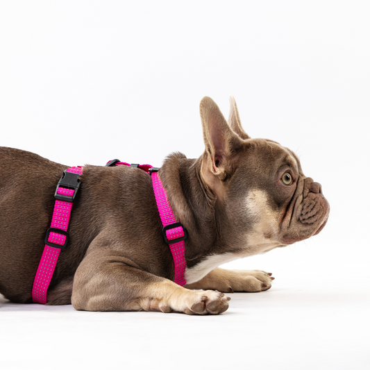 Anatomical Dog Harness - pink color