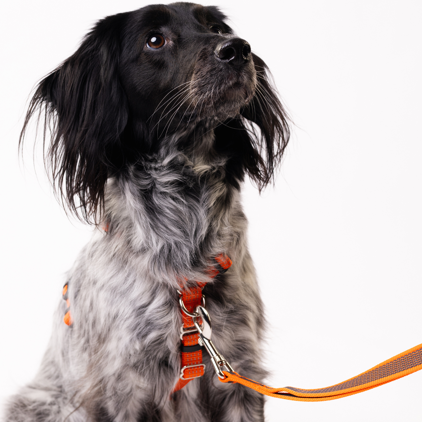 Anatomical No Pull Dog Harness - orange color