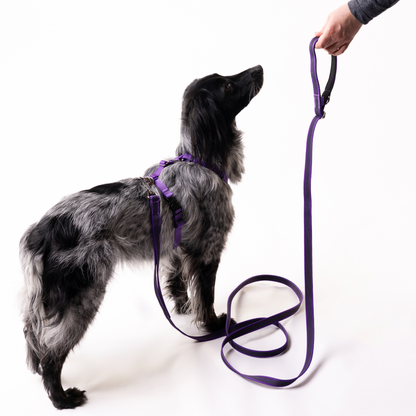 Hands Free Adjustable 4 in 1 Dog Leash - purple color