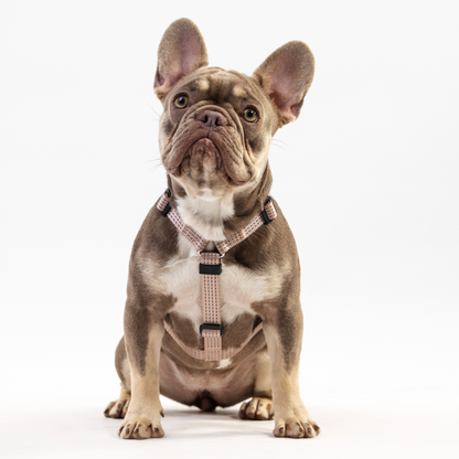 Anatomical Dog Harness - beige color