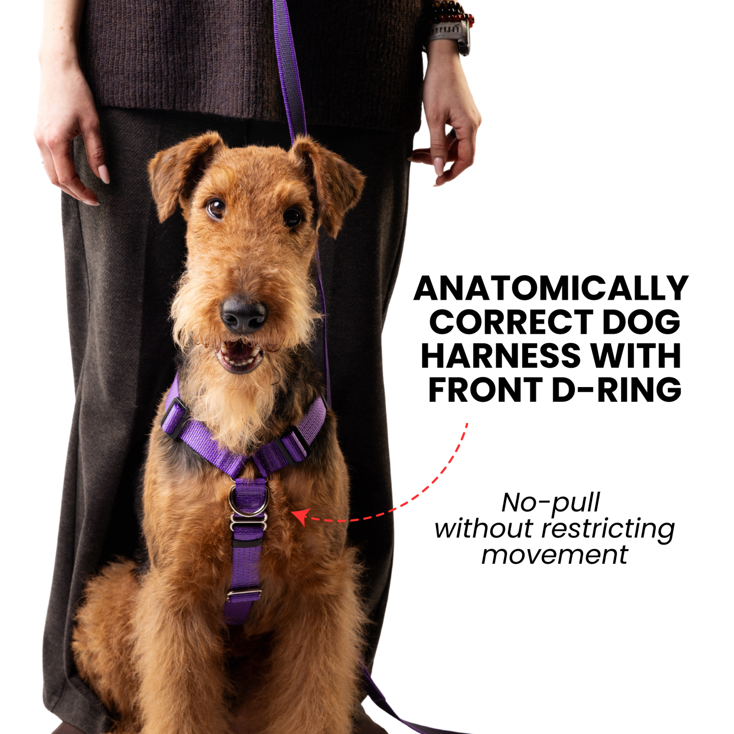 Anatomical Dog Harness, Leash & Collar Purple Set