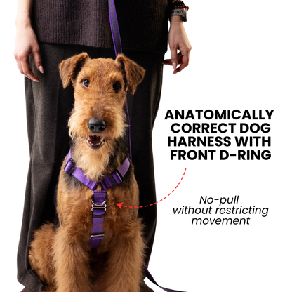 Anatomical Dog Harness, Leash & Collar Purple Set