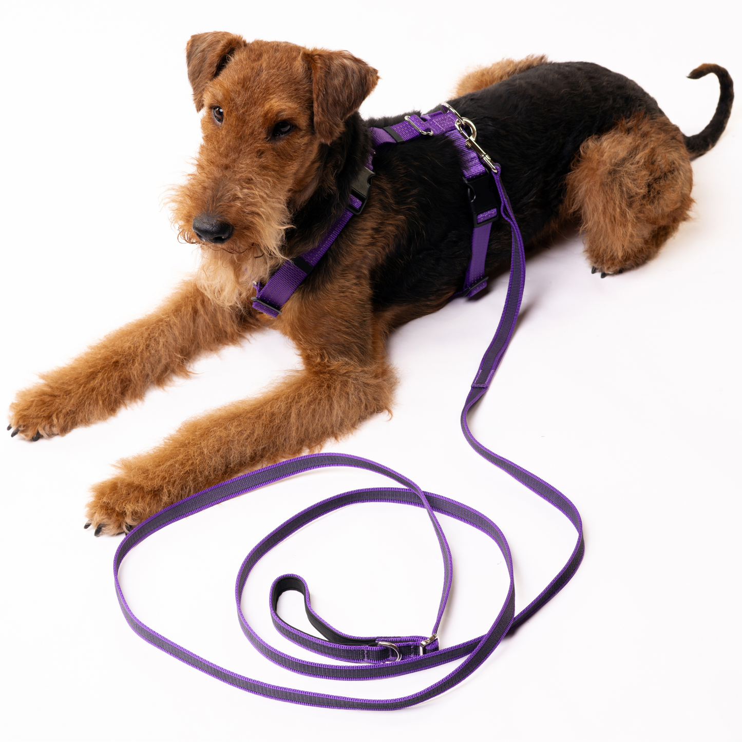 Hands Free Adjustable 4 in 1 Dog Leash - purple color