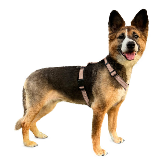 Anatomical Dog Harness - beige color