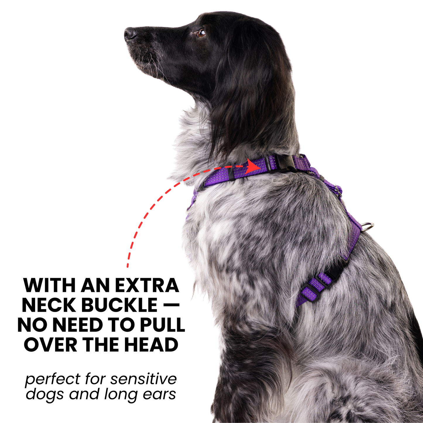 Anatomical Dog Harness, Leash & Collar Purple Set