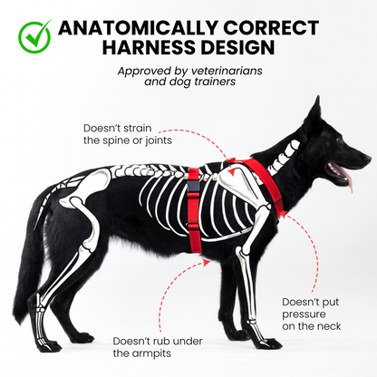 Anatomical Dog Harness - red color