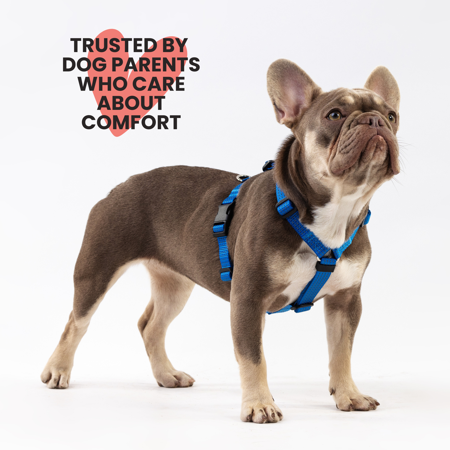 Anatomical Dog Harness - deep blue color