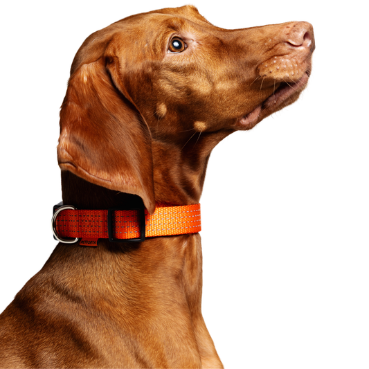 Reflective Dog Collar - orange color