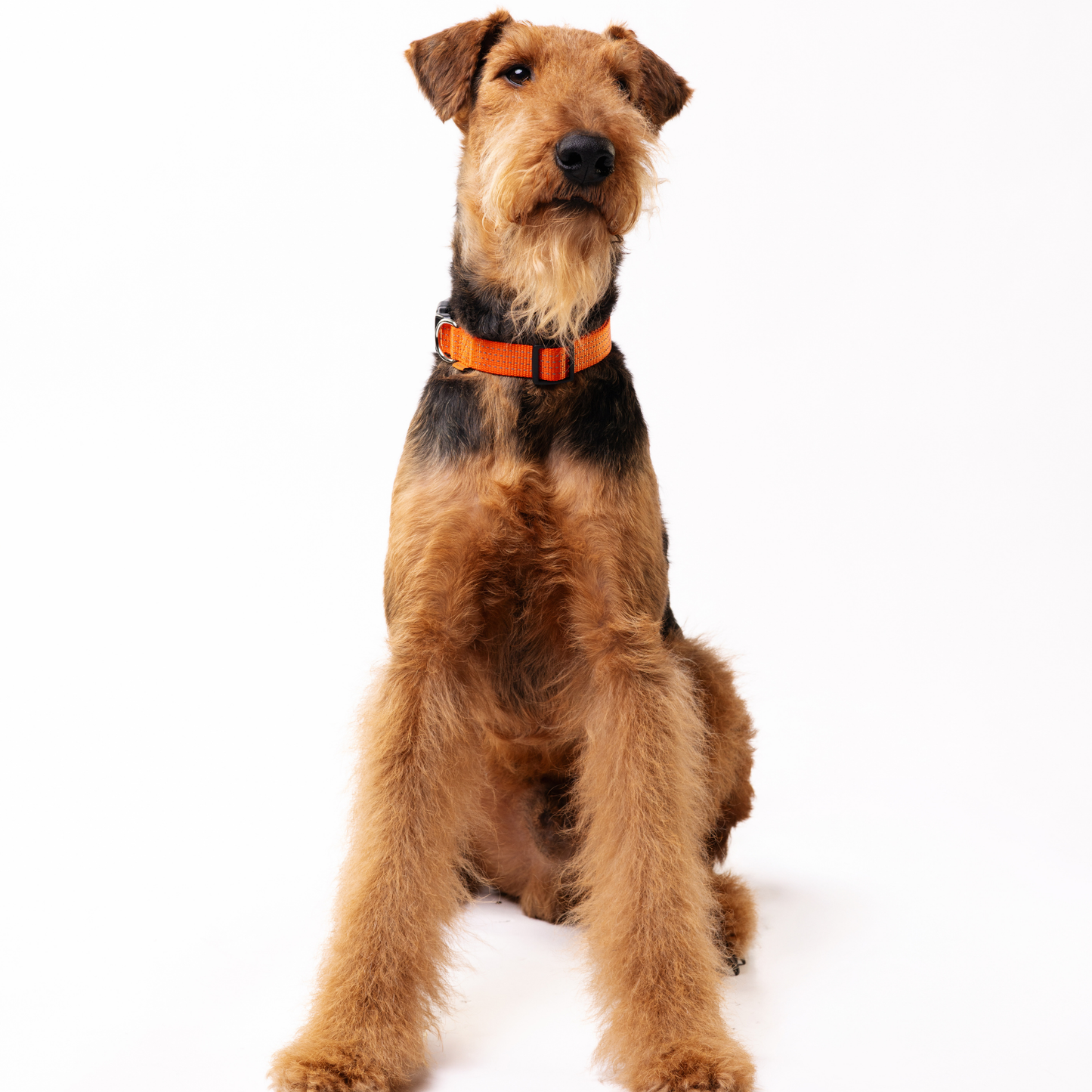 Reflective Dog Collar - orange color