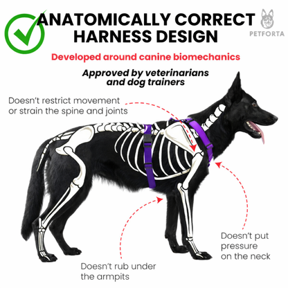 Anatomical Dog Harness, Leash & Collar Purple Set
