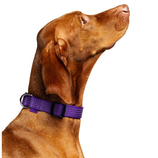 Reflective Dog Collar - purple color