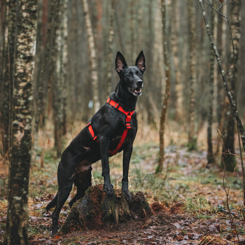 Anatomical Dog Harness - red color