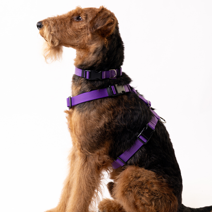 Anatomical Dog Harness, Leash & Collar Purple Set