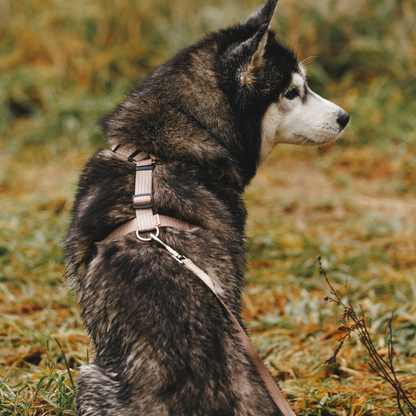 Anatomical Dog Harness - beige color