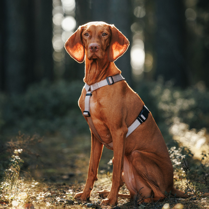 Anatomical Dog Harness - beige color