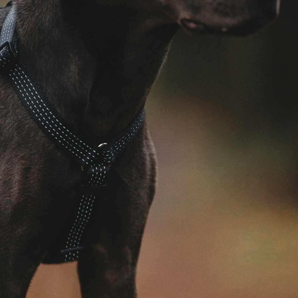 Anatomical Dog Harness - black color