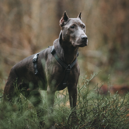 Anatomical Dog Harness - black color