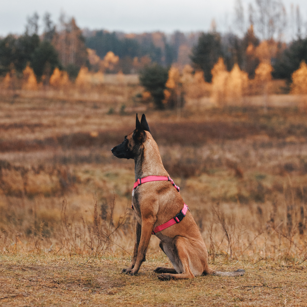 Anatomical Dog Harness - pink color