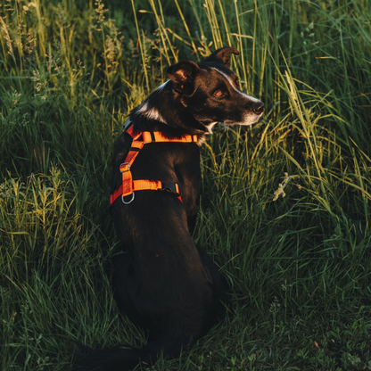 Anatomical Dog Harness, Leash - Orange Set
