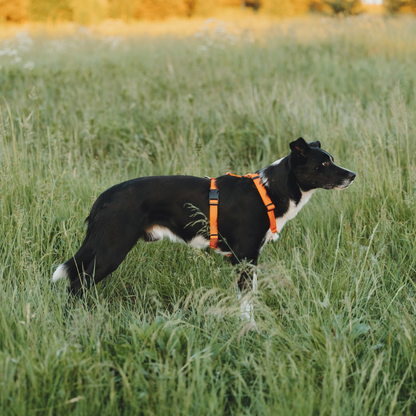 Anatomical Dog Harness, Leash - Orange Set