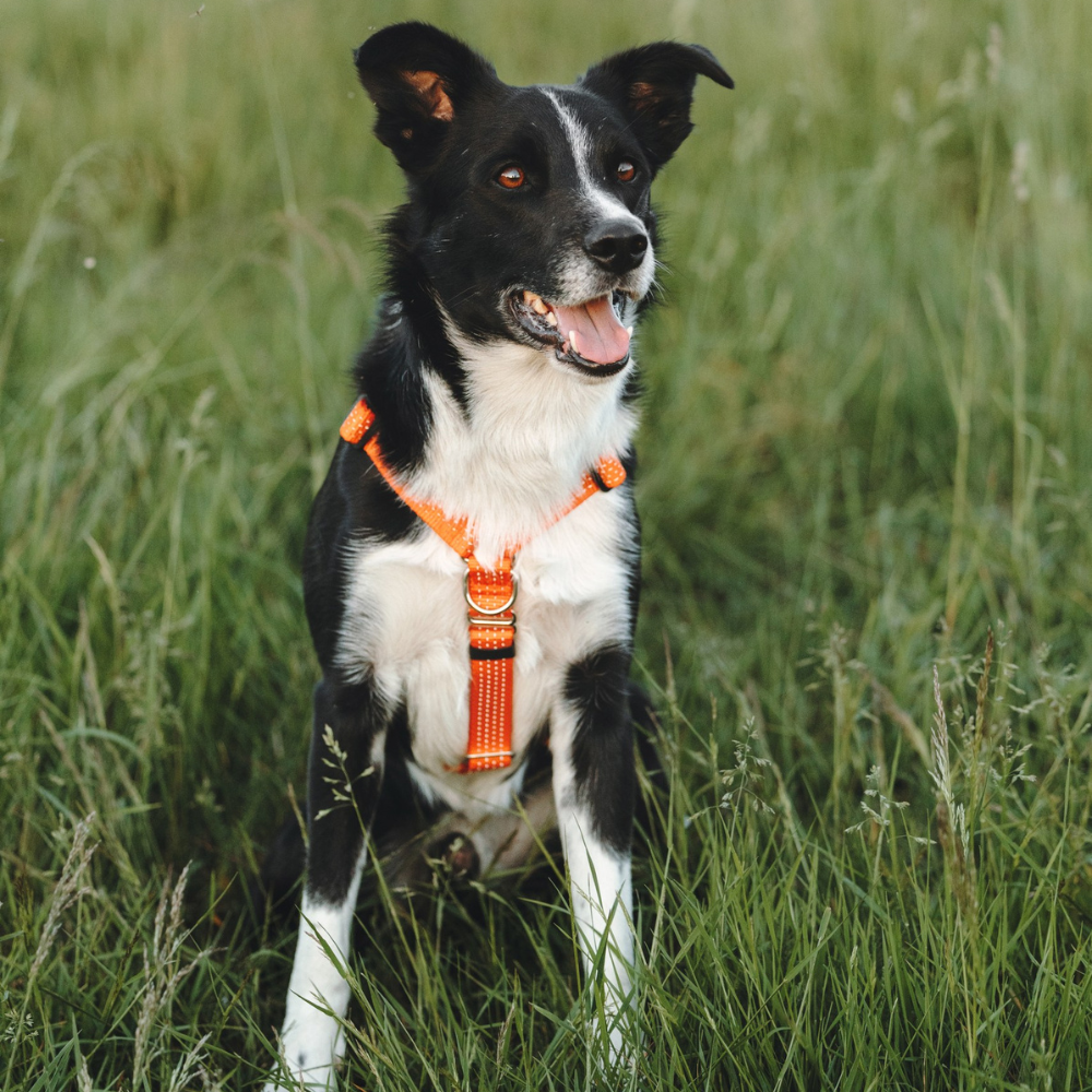 Anatomical Dog Harness, Leash - Orange Set