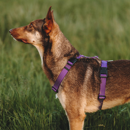 Anatomical Dog Harness, Leash - Purple Set