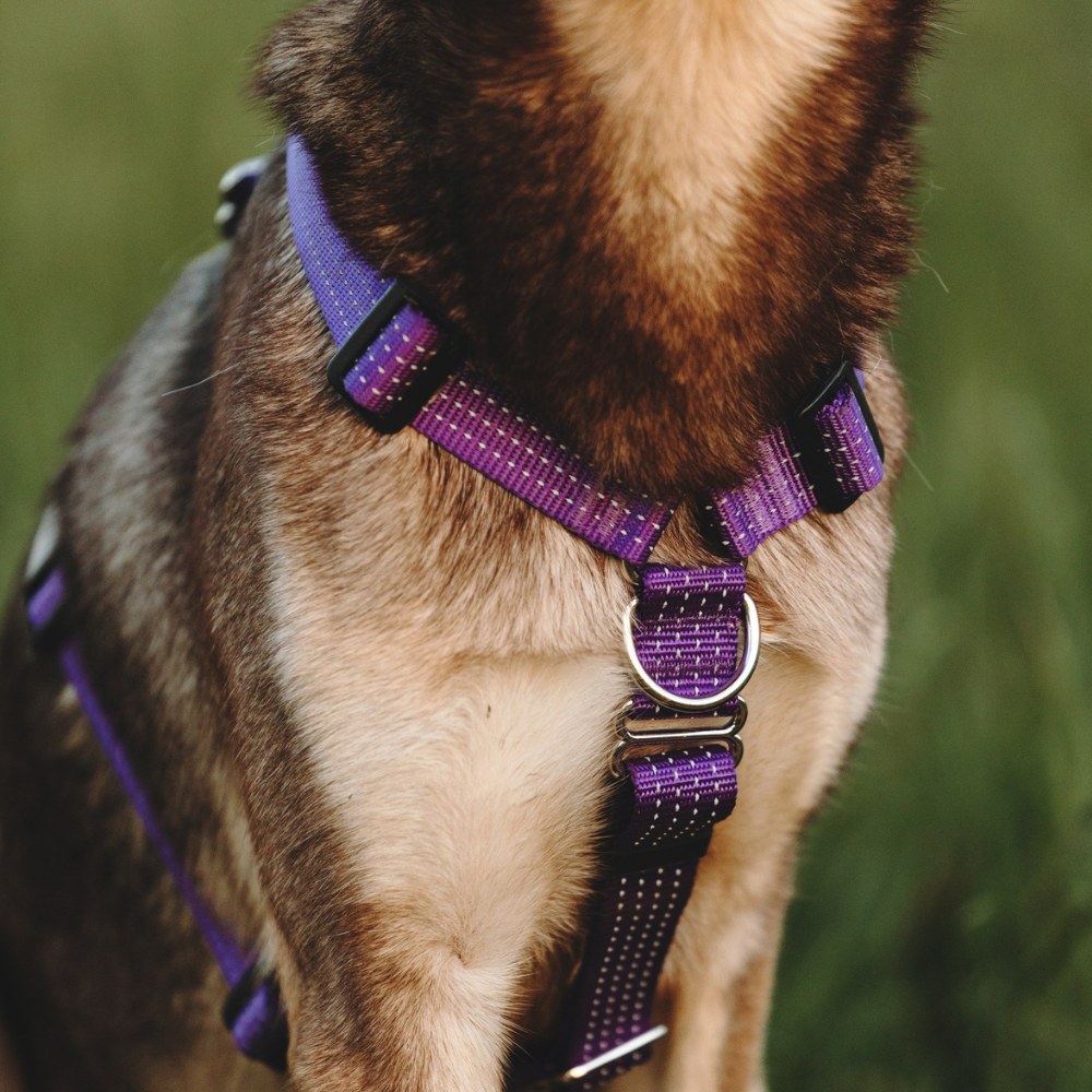 Anatomical Dog Harness, Leash - Purple Set