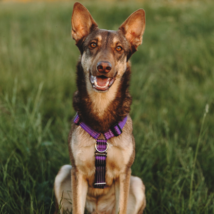Anatomical Dog Harness, Leash - Purple Set