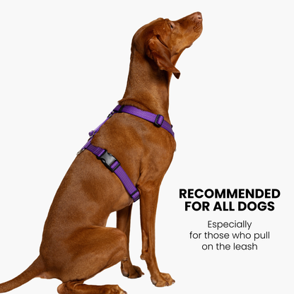 Anatomical Dog Harness, Leash & Collar Purple Set