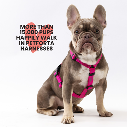 Anatomical Dog Harness - pink color