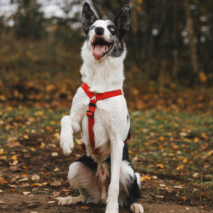 Anatomical Dog Harness - red color