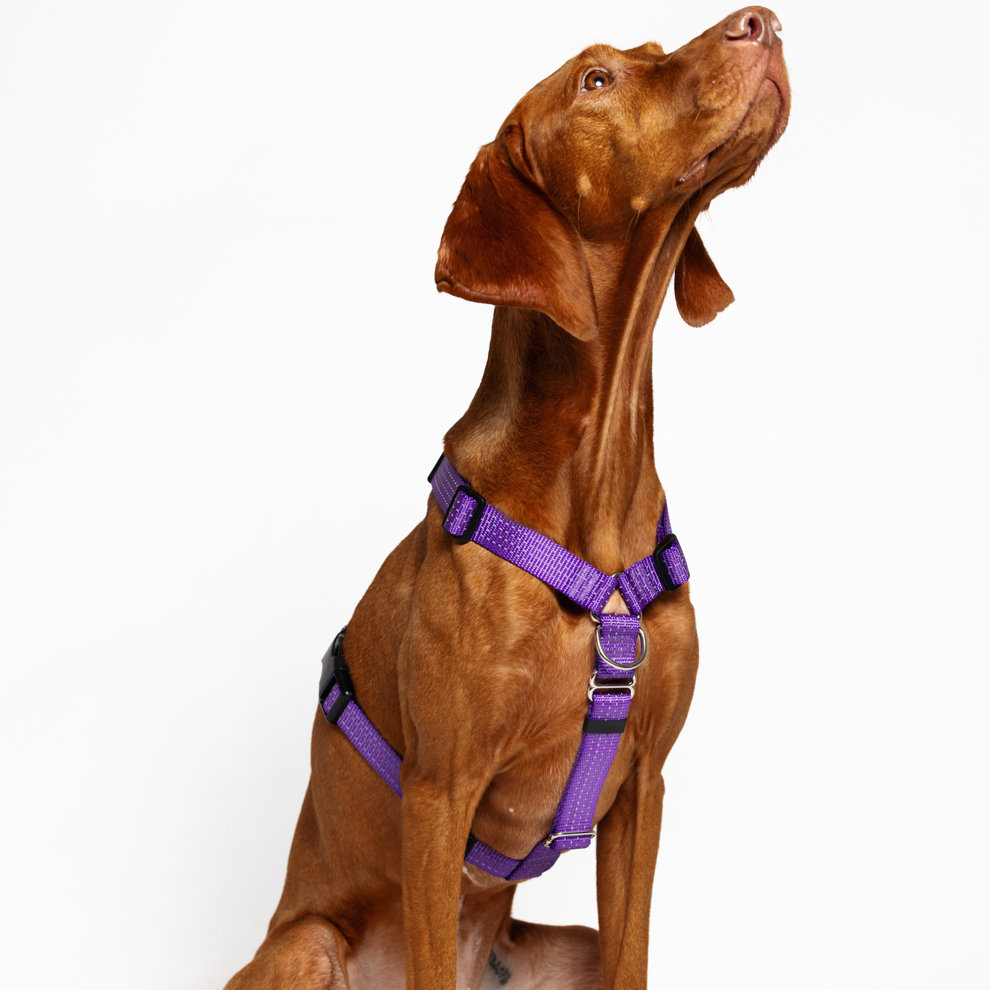 Anatomical Dog Harness, Leash & Collar Purple Set