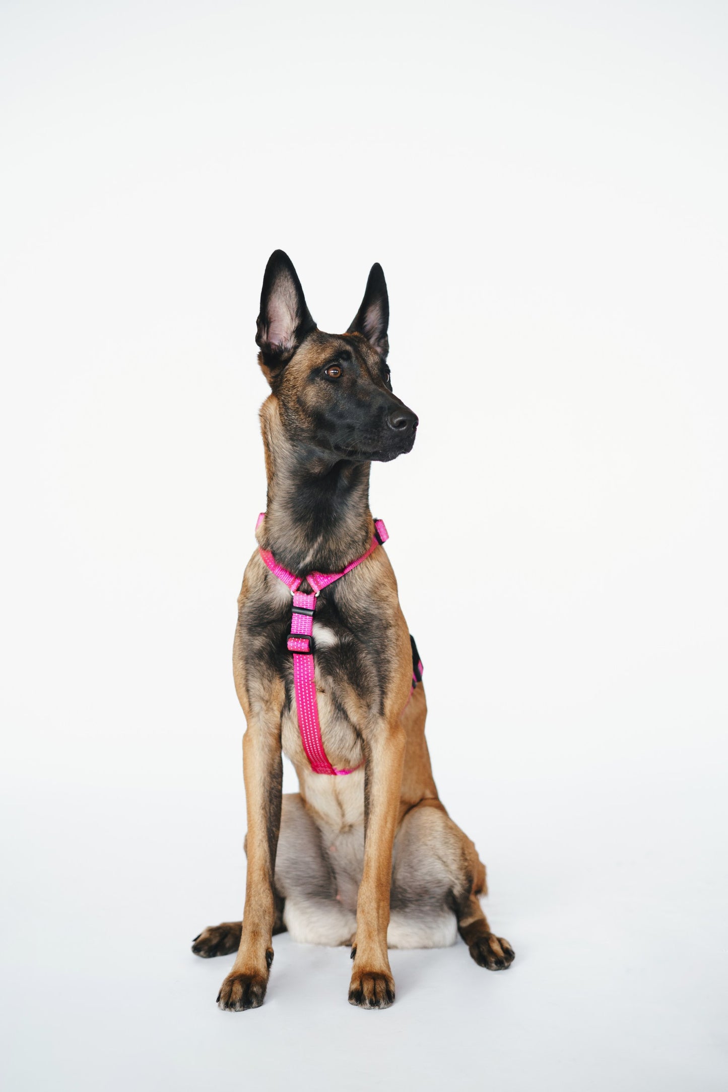 Anatomical Dog Harness - pink color