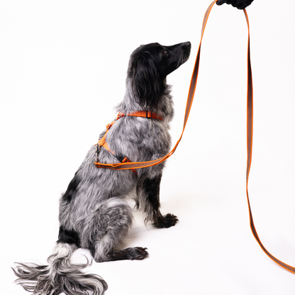 Anatomical Dog Harness, Leash - Orange Set